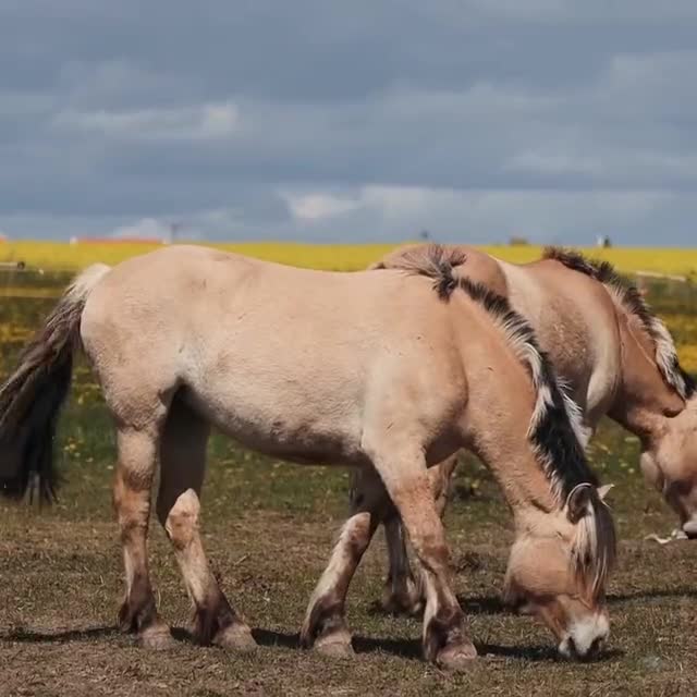 Two horses grazing in an open field under a wide sky