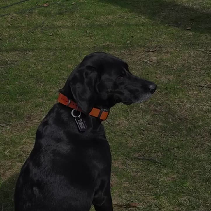 Luna, jet black in an orange collar, sitting on a lawn in autumn