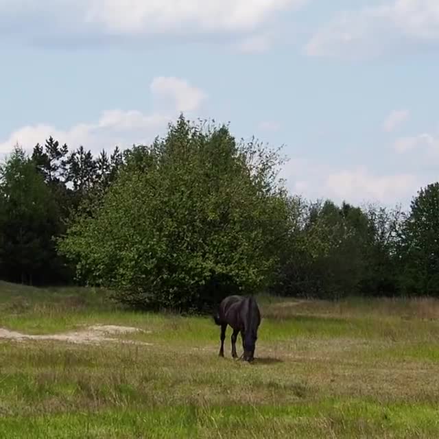 A horse grazing at the edge of a meadow against a treeline
