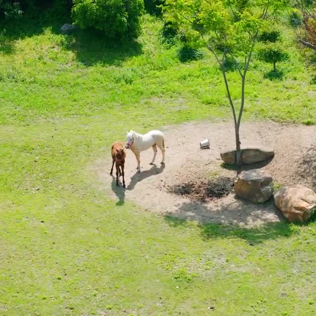 Two horses resting under a single tree, seen from above
