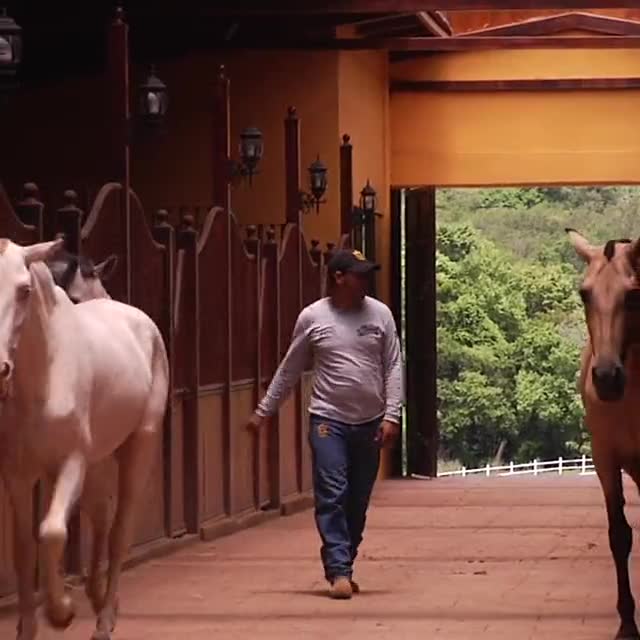 A barn aisle with horses in stalls on both sides